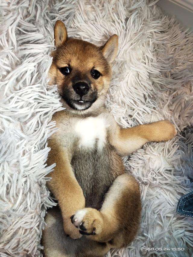 ลูกชิบะอินุ พันธุ์แท้ Shiba Inu ขายด่วน 7