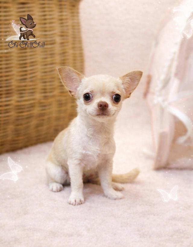 ⭐(chichillchill)ชิวาวาขนสั้นสีครีมเพศเมีย รูปที่ 2