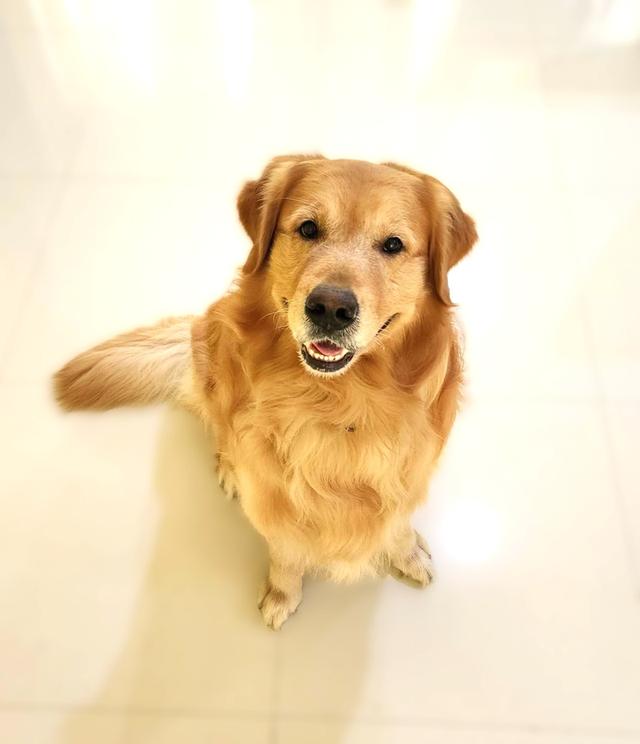 โกลเด้น รีทริฟเวอร์ (Golden Retriever)