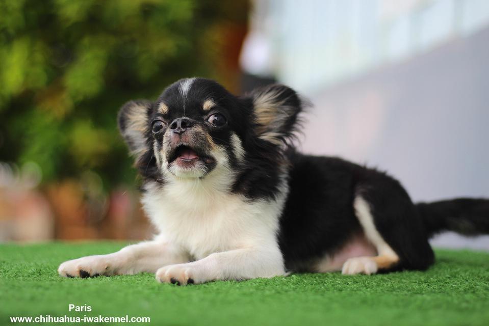 จำหน่ายสุนัขชิวาวา