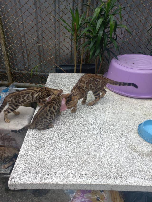 แมวเบงกอล 4