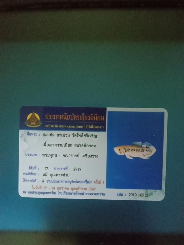 ปลากัด หลวงพ่อน่วม วัดโพธิ์ศรีเจริญ สุพรรณบุรี เนื้อเขาควาย ปี2557 3