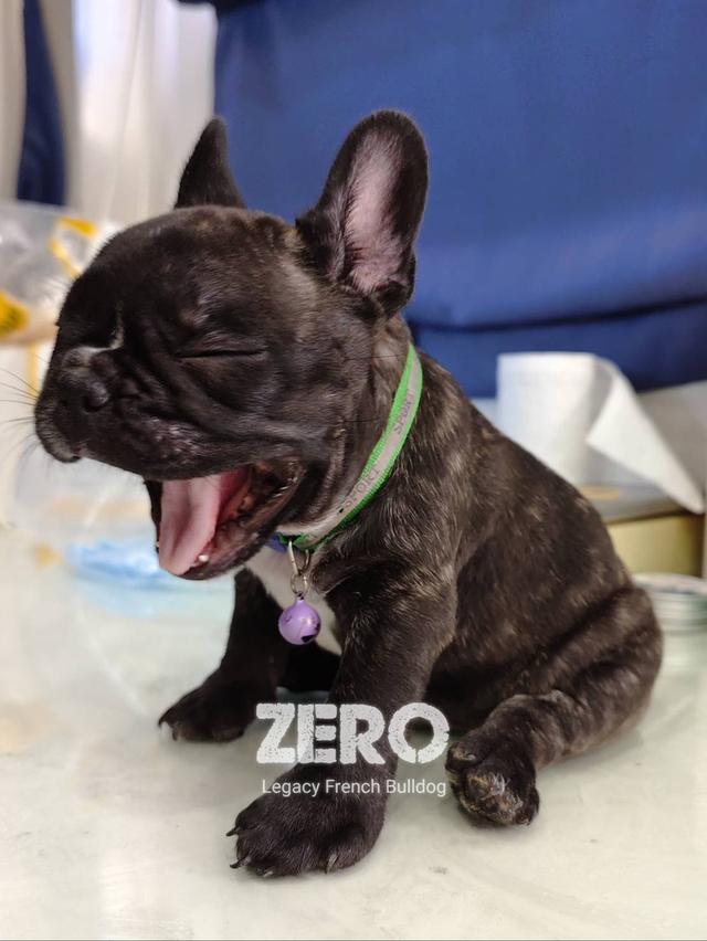 ZERO สุนัขเฟรนช์บูลด็อก