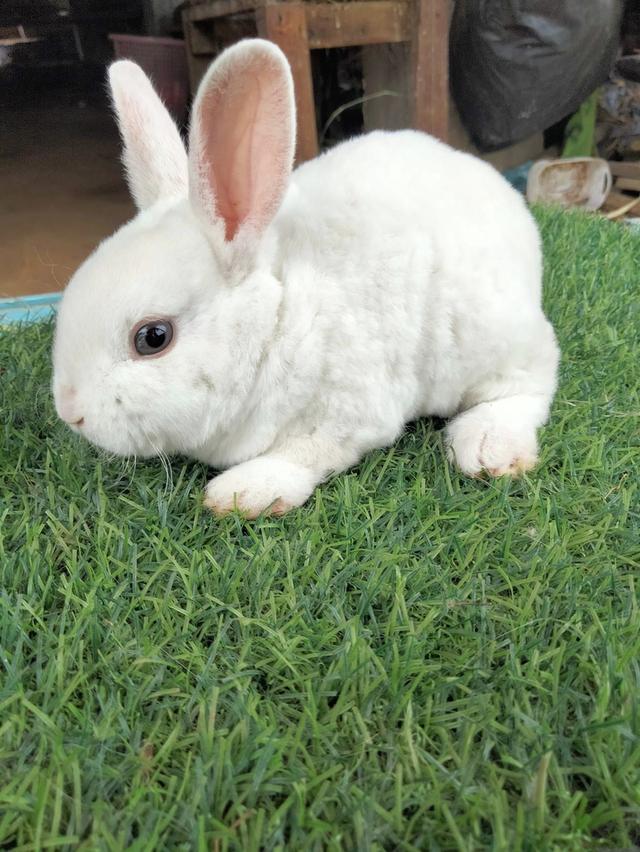 Mini Rex พร้อมย้ายบ้านค่า 3