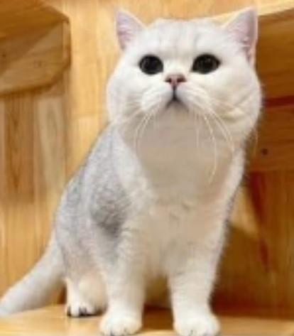 แมวมันช์กิ้น สีขาว 1