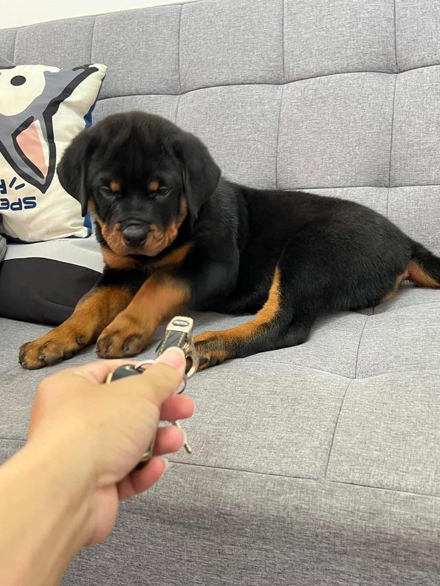 Rottweiler Puppies  WhatsApp me : +66 63 826 3042 รูปที่ 3