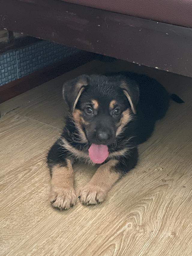 ลูกสุนัขเยอรมันเชพเพิร์ด (อัลเซเชี่ยน สุนัขตำรวจ) ว่าง ผู้3 เมีย1 รูปที่ 9