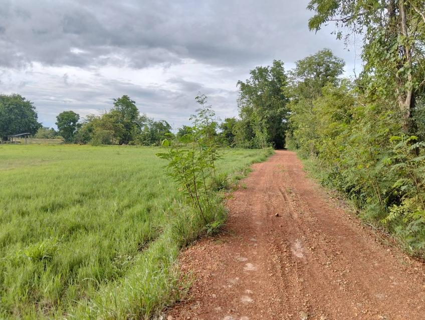 ขายที่ดิน 3 แปลง จังหวัดชัยนาท 14