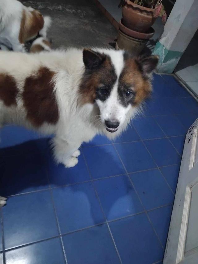 บางแก้วแท้ 100%กรุงเทพฯตลิ่งชัน 9