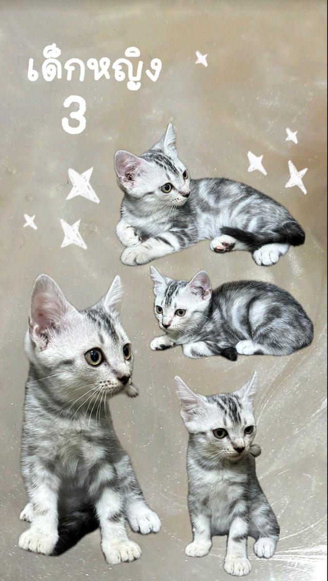ลูกแมวอเมริกันช็อตแฮร์แท้ 3
