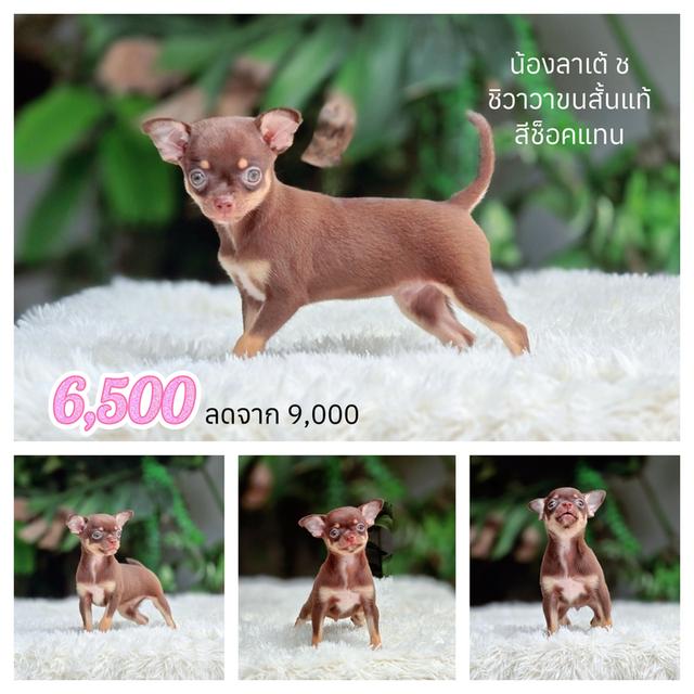 Chihuahuaแท้ขนสั้นสีช้อคฟอร์มสวยไซส์เล็กเพศผู้