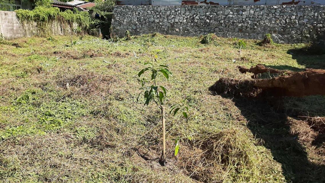ที่เปล่า 89 ตรว. 1,300,000 บาท เจ้าของขายเอง 1