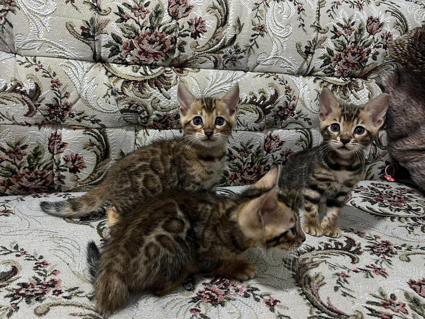 ลูกแมวเบงกอล Bengal Cat