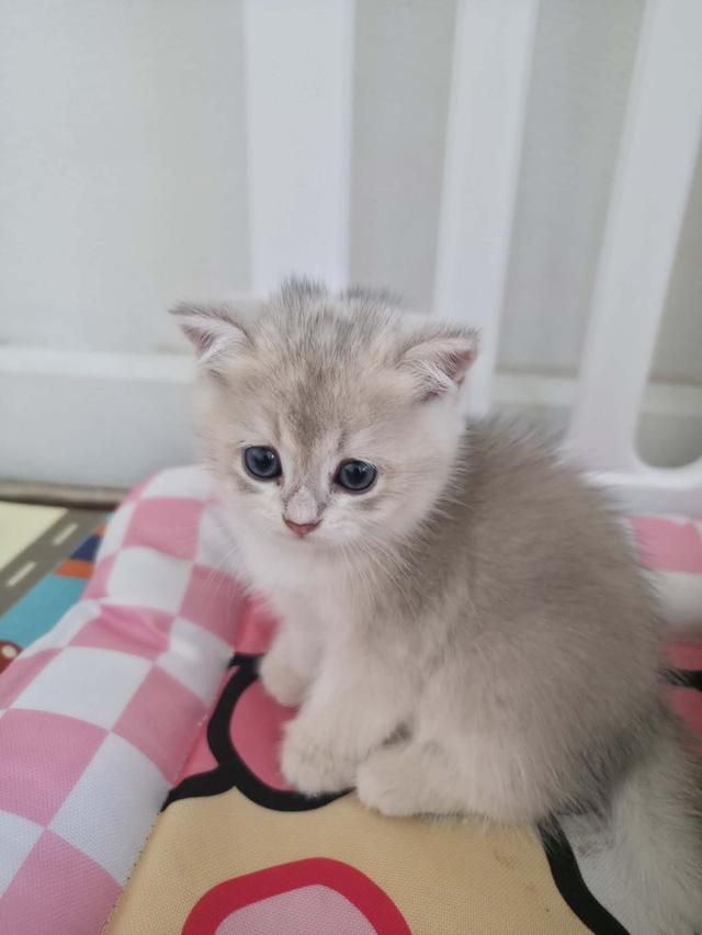 น้องแมวบริติช ช็อตแฮร์ รูปที่ 12