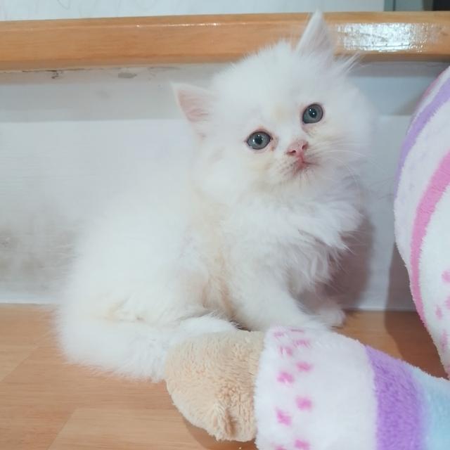ขายลูกแมวเปอร์เซียน่ารัก ผู้ชาย ผู้หญิง พระรามสอง เทียนทะเล รูปที่ 15