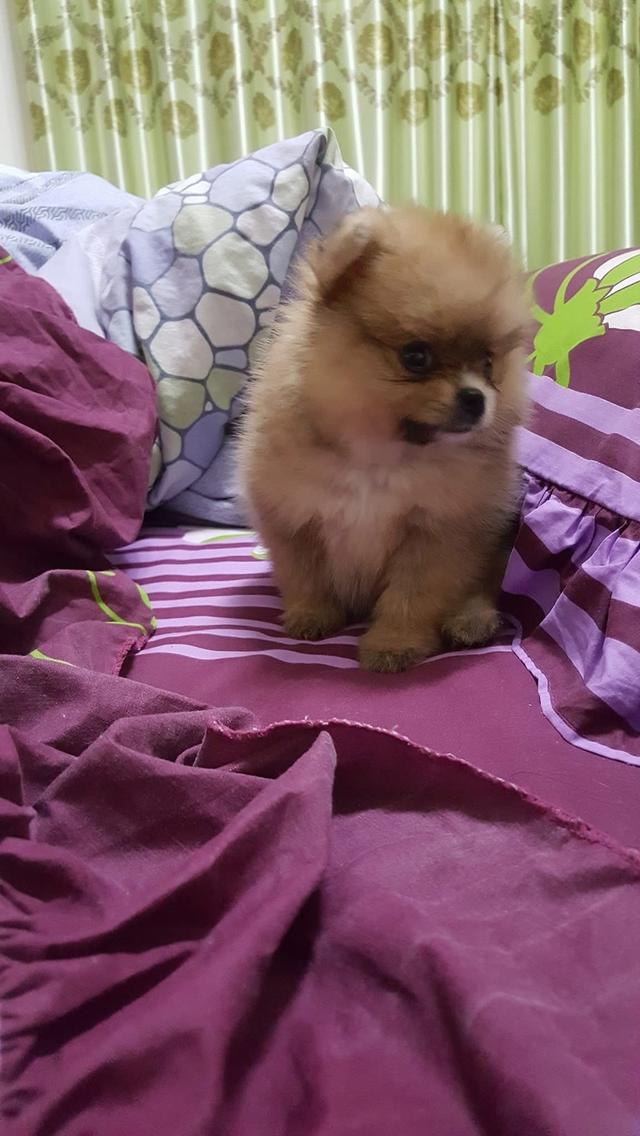 ลูก Pomeranian ตัวเมีย 2