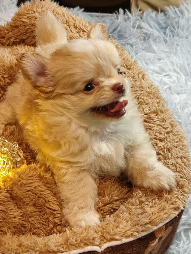 ลูกชิวาวาพันธุ์แท้ ขนยาว พ่อแม่จากสายพันธุ์เพ็ดดีกรี รูปที่ 4