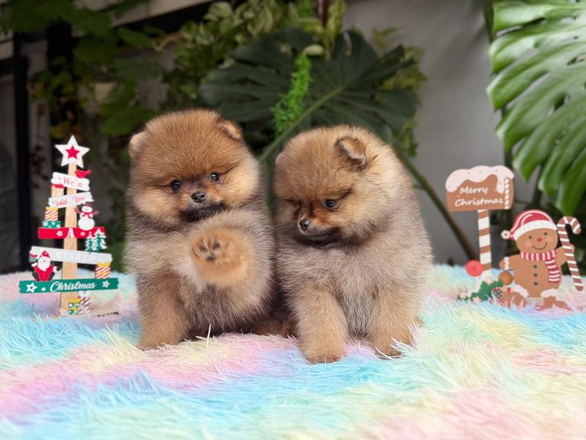 ปอมแท้ไซส์เล็กสีส้มเพศเมีย