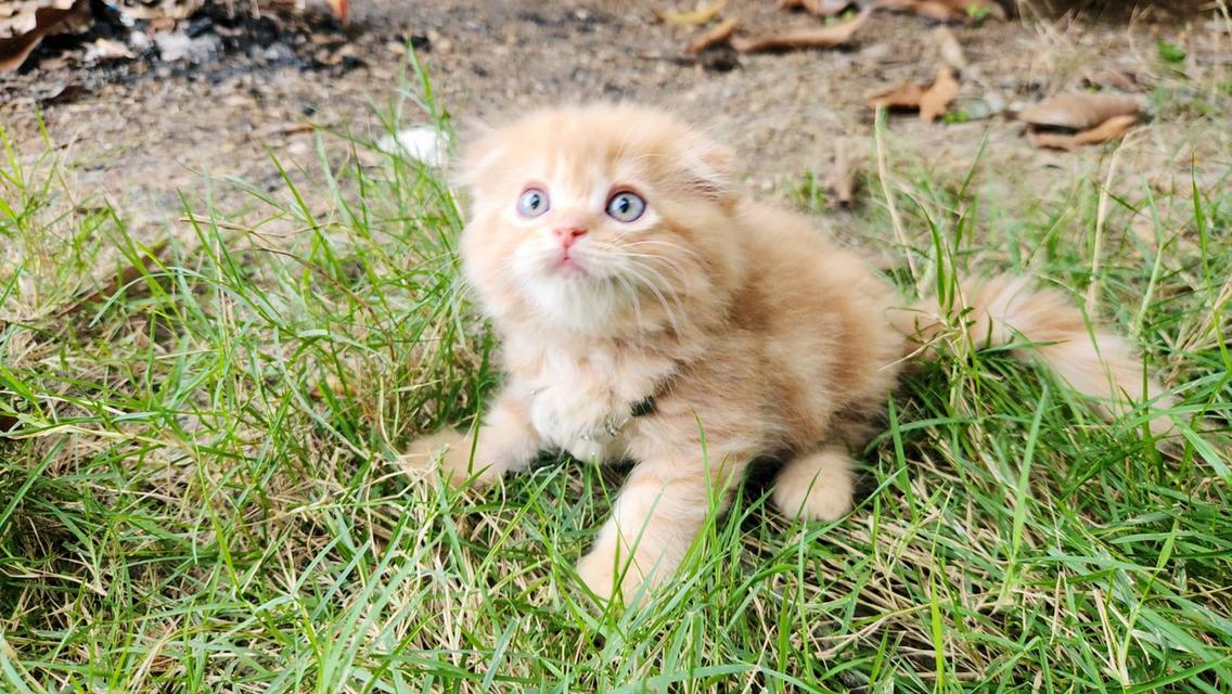 สก็อตติชโฟหูพับ+เปอร์เซีย รูปที่ 2