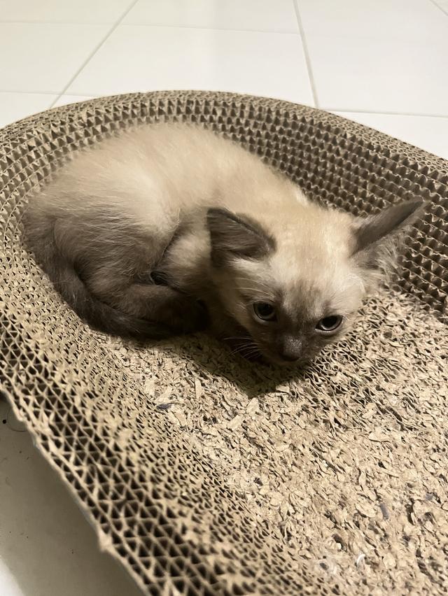 ขายลูกแมววิเชียรมาศกับขาวมนี 6