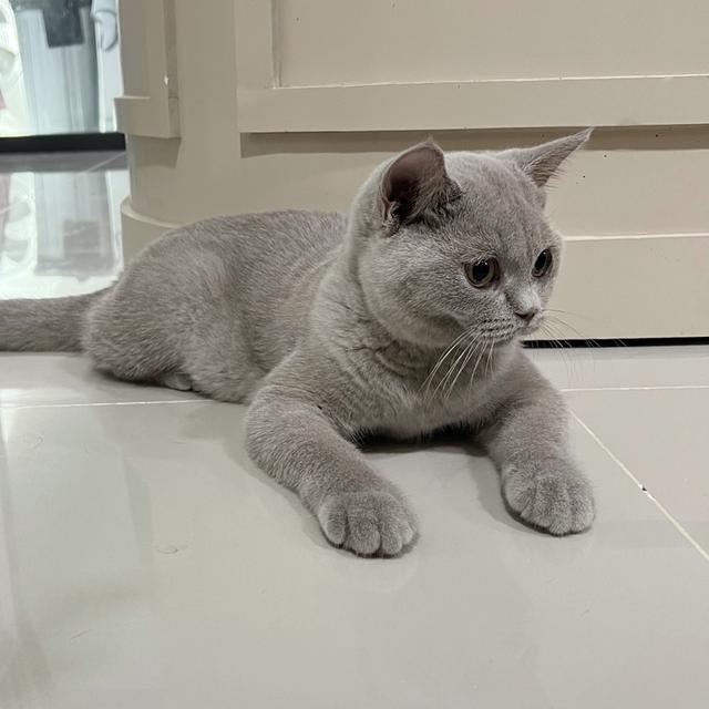 แมว บริติชแท้ เพศเมีย พร้อมใบรับประกันสายพันธุ์
