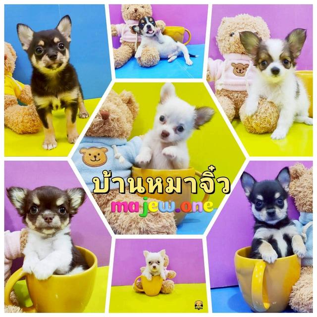 บ้านหมาจิ๋ว(ชิวาวา)