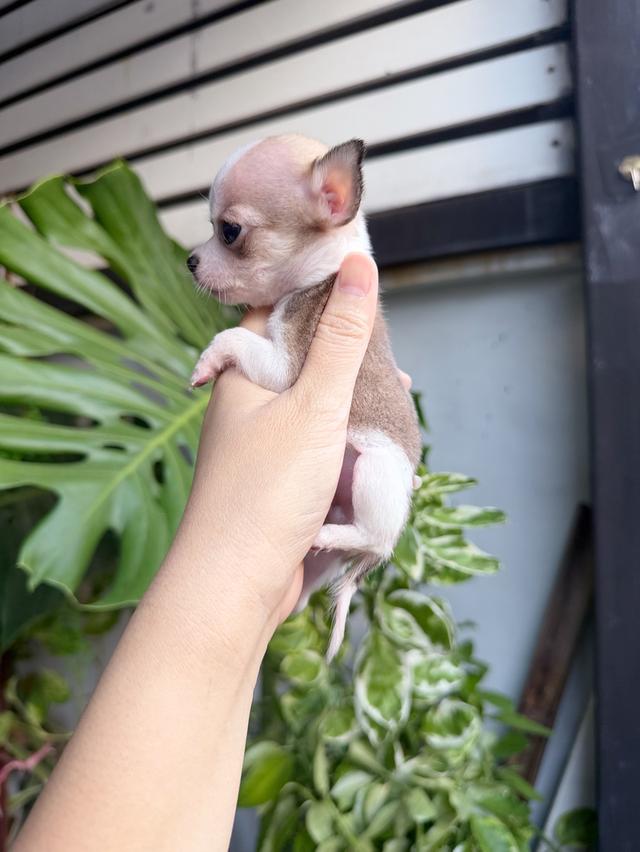 ชิวาวาแท้ขนสั้น เพศผู้ 13