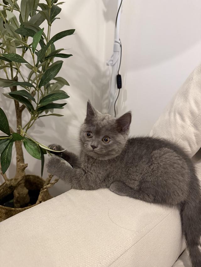 แมว British short hair กทม เท่านั้นค่ะ