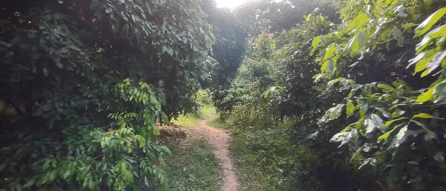 ที่สวน1ไร่2งาน73ตรว 320,000 ที่สวยมากเป็นสวนมีต้นสักใหญ่มากๆหลายต้น มีต้นลำไยสิบกว่าต้น กำลังให้ผลผลิตเยอะมาก มีต้นไผ่ มีต้นก้ามปู มีต้นงิ้ว ท 11