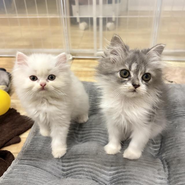 เปอร์เซีย ลูกโทน เทาขาว ดญ 2