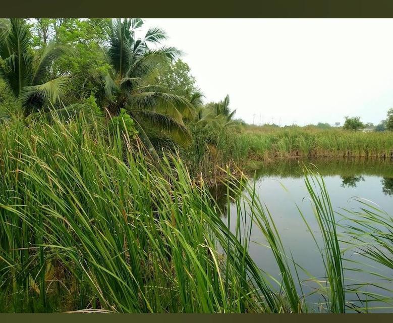 ขาย/ให้เช่า ที่ดินอ่างทอง เจ้าของขายเอง 14