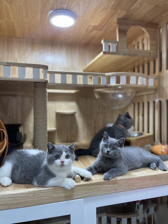 แมวมันช์กิ้นขายาว พร้อมย้าย