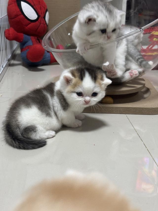 แมวบริติช British shorthair 6