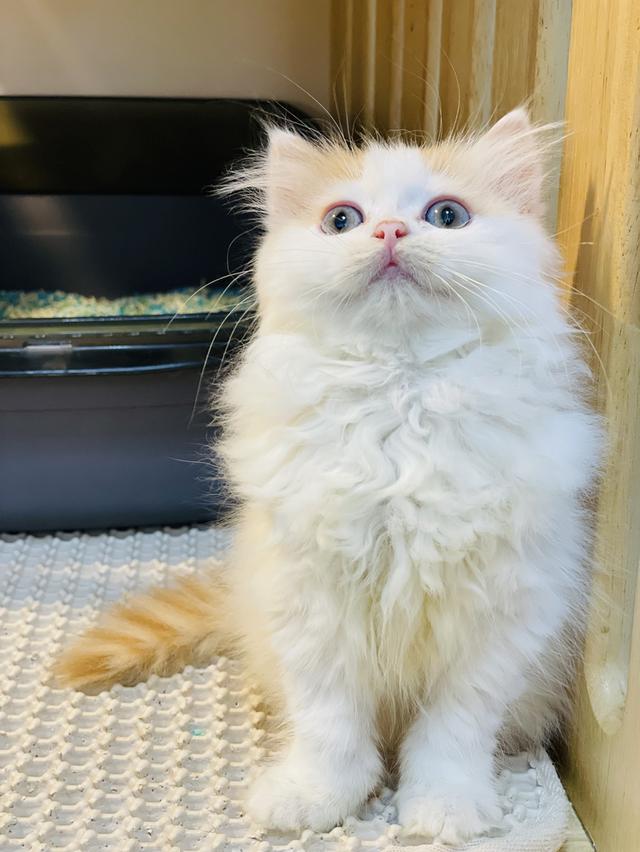 สก็อตติชโฟลด์ 2