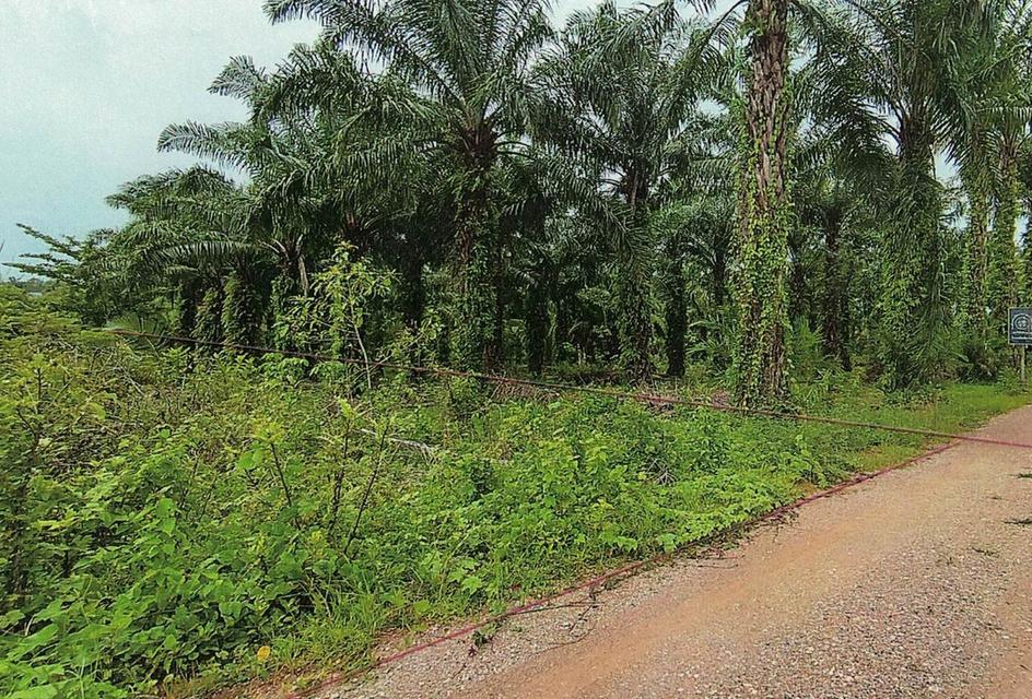 ขายที่ดินเปล่าในเมืองชุมพร เนื้อที่ 7 ไร่ใกล้ทางหลวง 4