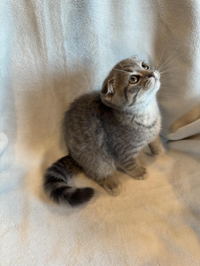 ลูกแมว สก็อตติสโฟล์ด ผู้ รูปที่ 5