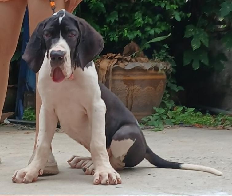 ลูกเกรทเดนคุณภาพ Great dane for sale รูปที่ 11