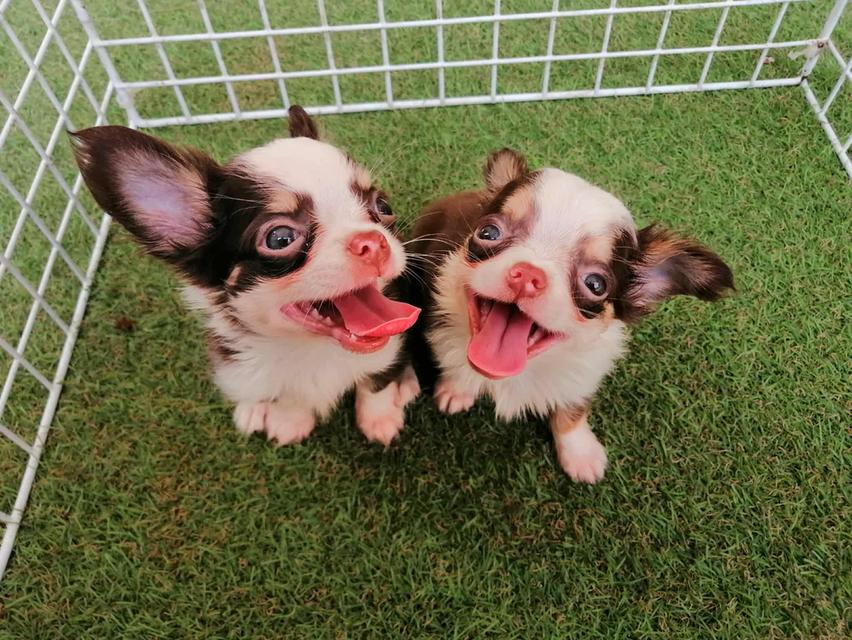 ชิวาว่าเเท้ขนยาว ชายล้วน พร้อมย้าย 7