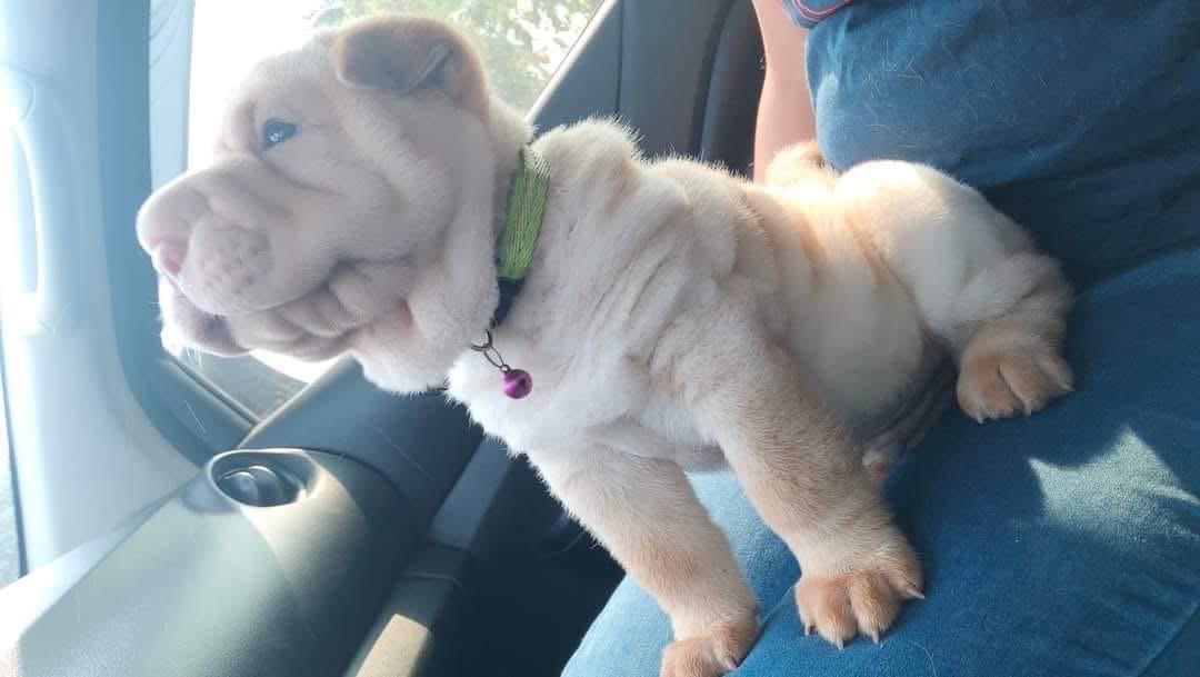 ขายราคาถูก สุนัข Shar Pei  3