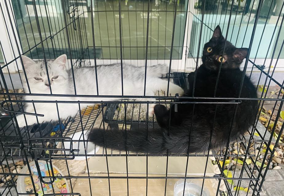 สก็อตติช หูพับ2 หูตั้ง2 หา🏠 3