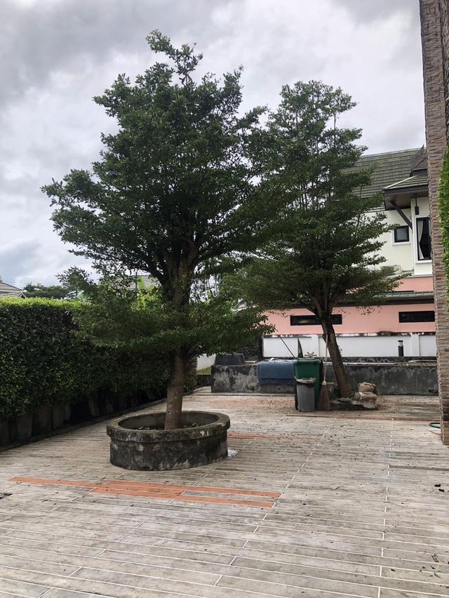 บ้านเดี่ยว โมเดิร์น เนื้อที่ 795 ตรม. 13