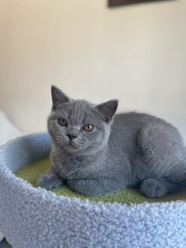 British Shorthair พร้อมใบ WCF ดช รูปที่ 4