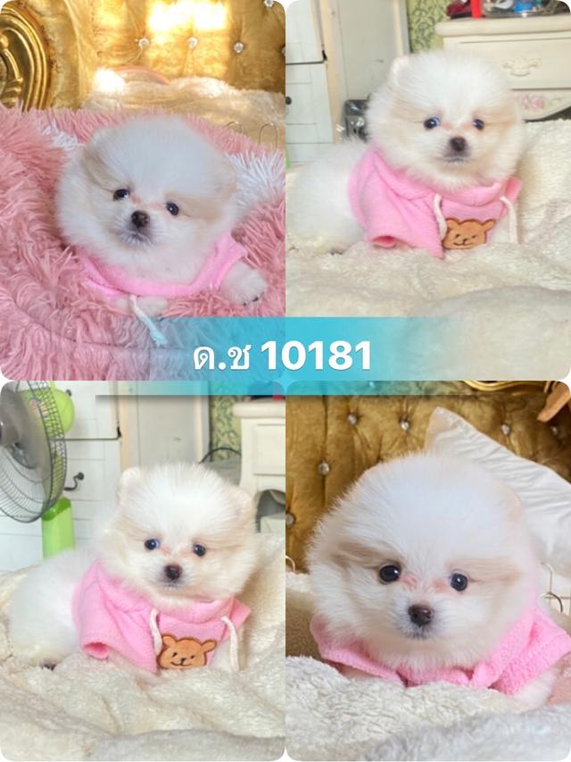 ลูกปอมปอมแท้ น่ารัก สีสวย อ้วนกลมหมี พร้อมย้ายบ้านค่ะ รูปที่ 6