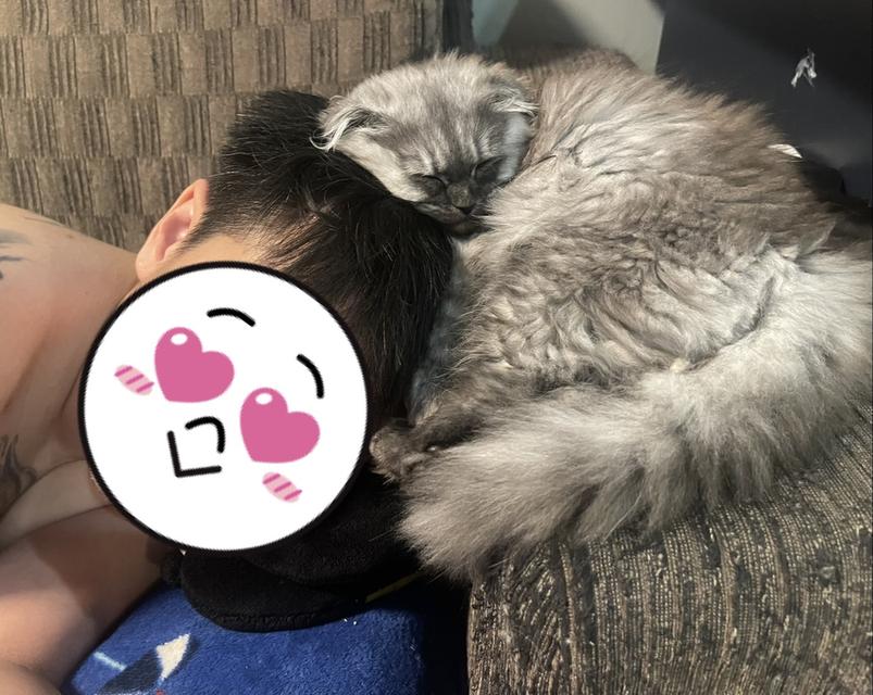 ชอบแมวอ้อน-เชิญทางนี้คะ(หญิง 3 เดือน)พร้อมย้าย