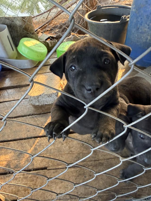 สุนัขไทยหลังอาน เลือด 100% 3