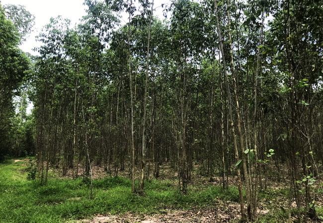 ขายที่ดิน บ้านแก้ง เมืองสระแก้ว เนื้อที่ 4-1-60 ไร่ ราคาต่อรองได้ 6
