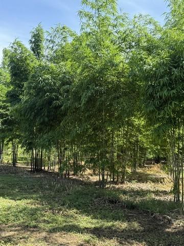 ขายที่ดินทำเลดี ที่ดินสวนไผ่ซางหม่นอายุ 5 ปี พร้อมที่พัก เจ้าของขายเอง สุพรรณบุรี  4