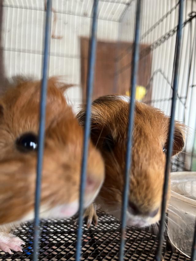เปิดไฟเขียวหาบ้านใหม่! หนูตะเภาคู่ผู้-เมีย วัยละอ่อน 🐹✨1เดือน18วัน รูปที่ 5