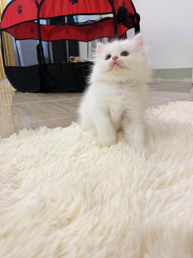 แมวเปอรเซีย 🥰❌😁🤭🎂ิัิแ