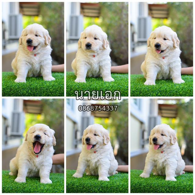 ขายลูกโกลเด้นแท้-ลูกโกลเด้นรีทรีฟเวอร์ พร้อมส่งลูกค้า กรุงเทพฯ,นนทบุรี,ปทุมธานี,สมุทรปราการ,ชลบุรี,ระยอง,โคราช,สระบุรี,ฉะเชิงเทรา,นครนายก ฯลฯ รูปที่ 5